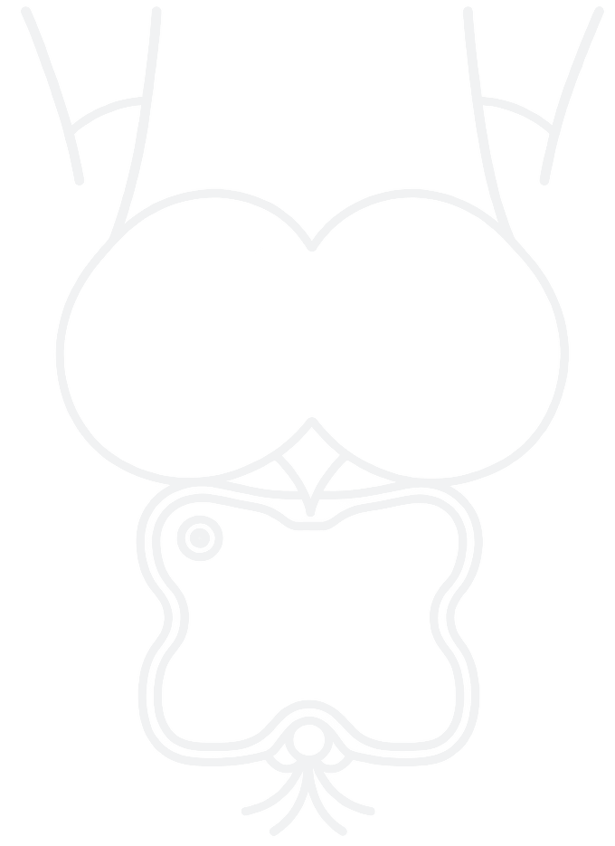 Placement diagram showing the KTRL patch beneath the perineal area